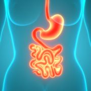 Glowing illustration of the human digestive system highlighting the gut and intestinal tract