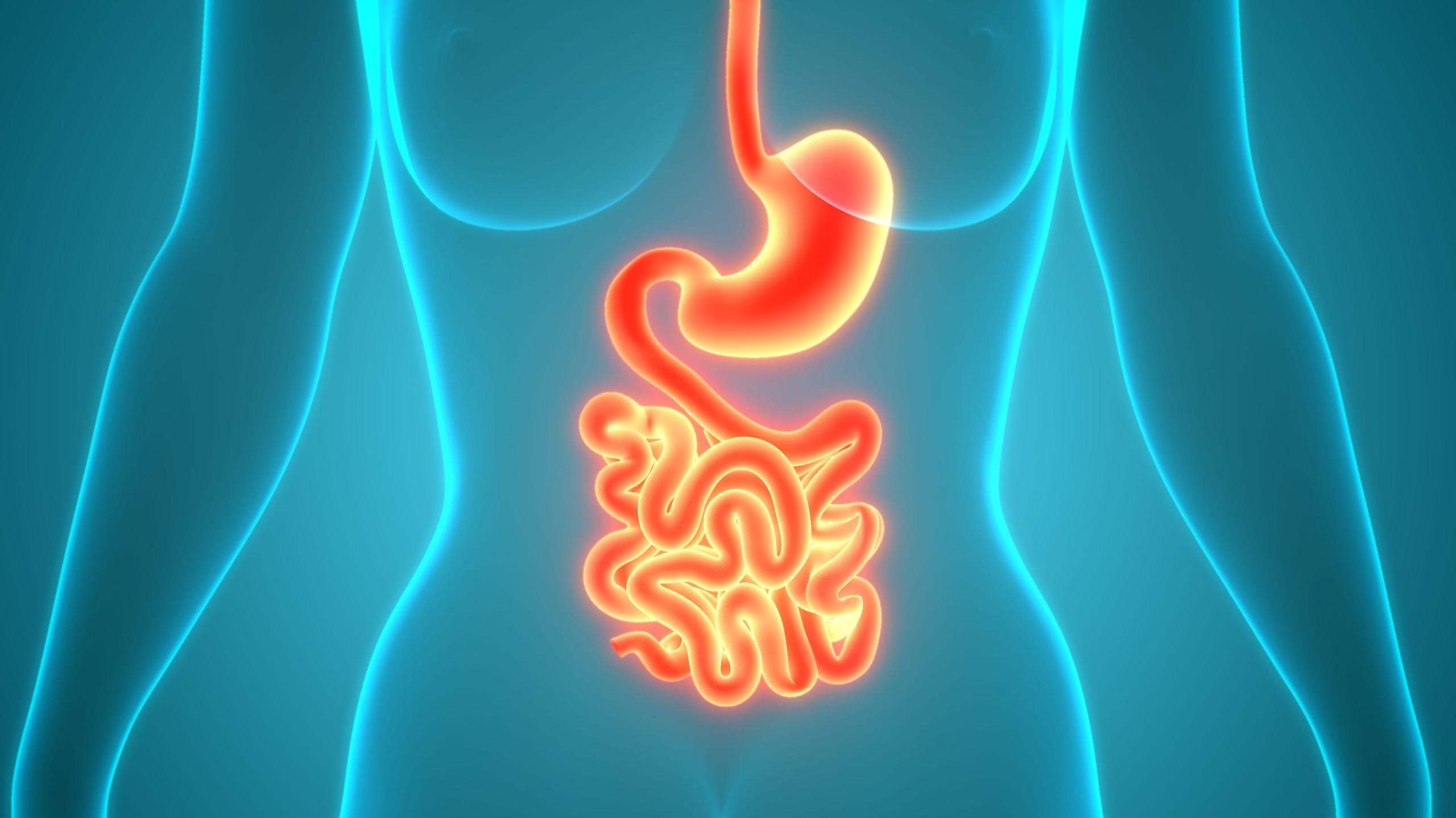 Glowing illustration of the human digestive system highlighting the gut and intestinal tract
