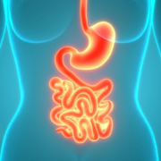 Illustration of the digestive system representing gut health and leaky gut