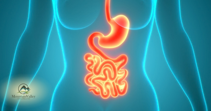 Illustration of the digestive system representing gut health and leaky gut